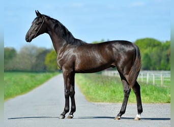 Oldenbourg Croisé, Étalon, 3 Ans, Noir