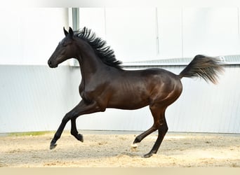 Oldenbourg Croisé, Étalon, 3 Ans, Noir