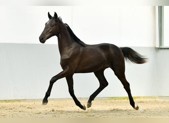 Oldenbourg Croisé, Étalon, 3 Ans, Noir