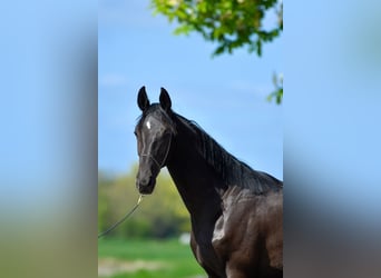 Oldenbourg Croisé, Étalon, 3 Ans, Noir