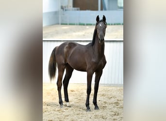 Oldenbourg Croisé, Étalon, 3 Ans, Noir