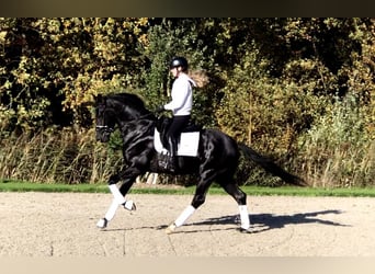 Oldenbourg, Étalon, 4 Ans, 165 cm, Noir
