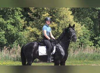 Oldenbourg, Étalon, 4 Ans, 166 cm, Noir