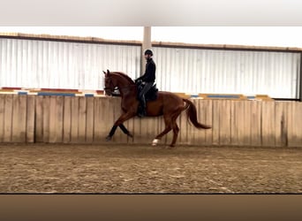 Oldenbourg, Étalon, 4 Ans, 167 cm, Alezan brûlé