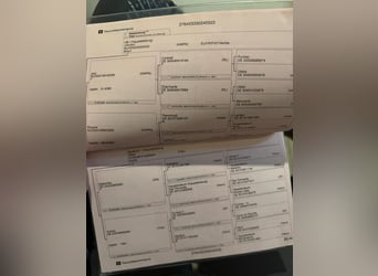 Oldenbourg, Étalon, 4 Ans, 167 cm, Alezan brûlé