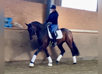 Oldenbourg, Étalon, 4 Ans, 168 cm, Bai brun