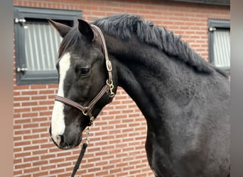 Oldenbourg, Étalon, 4 Ans, 168 cm, Noir