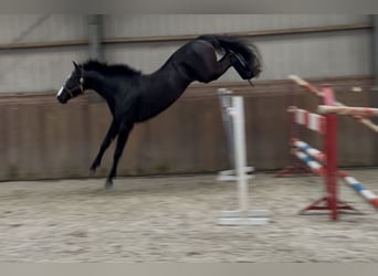 Oldenbourg, Étalon, 4 Ans, 168 cm, Noir