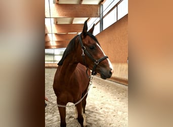 Oldenbourg, Étalon, 4 Ans, 169 cm, Alezan