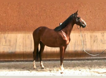 Oldenbourg, Étalon, 4 Ans, 169 cm, Alezan