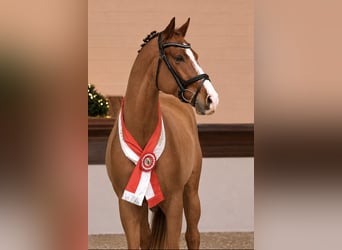 Oldenbourg, Étalon, 4 Ans, 169 cm, Alezan
