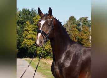 Oldenbourg, Étalon, 4 Ans, 172 cm, Bai brun foncé