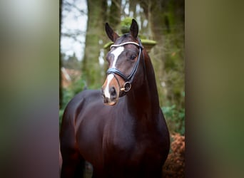 Oldenbourg, Étalon, 4 Ans, 172 cm, Bai brun foncé