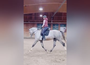 Oldenbourg, Étalon, 4 Ans, 172 cm, Gris