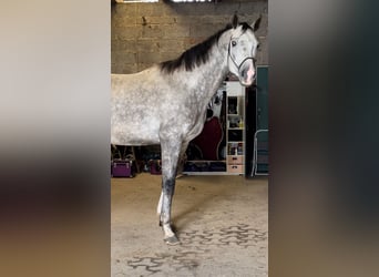 Oldenbourg, Étalon, 4 Ans, 172 cm, Gris