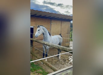 Oldenbourg, Étalon, 4 Ans, 172 cm, Gris