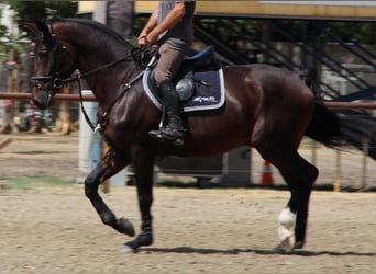 Oldenbourg, Étalon, 4 Ans, 173 cm, Bai brun