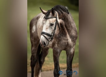 Oldenbourg, Étalon, 4 Ans, 173 cm, Gris