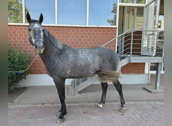 Oldenbourg, Étalon, 4 Ans, Gris