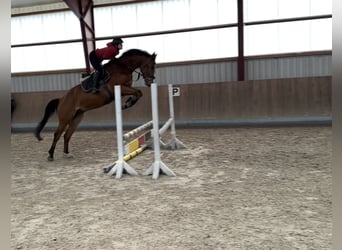 Oldenbourg, Étalon, 5 Ans, 165 cm, Bai