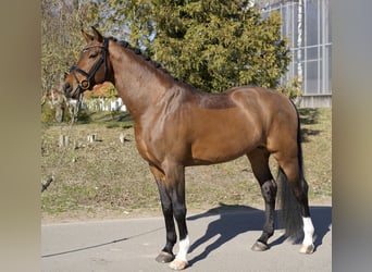 Oldenbourg, Étalon, 5 Ans, 169 cm, Bai