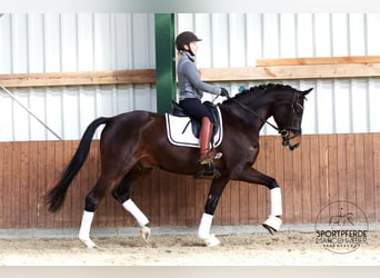 Oldenbourg, Étalon, 5 Ans, 170 cm, Bai brun