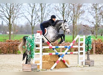 Oldenbourg, Étalon, 5 Ans, 170 cm, Gris