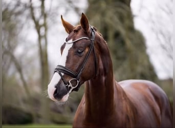 Oldenbourg, Étalon, 5 Ans, 171 cm, Alezan brûlé