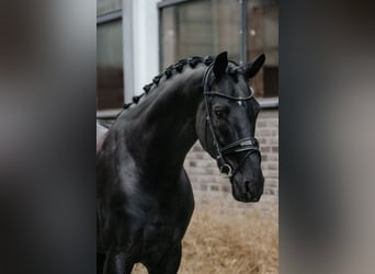 Oldenbourg, Étalon, 5 Ans, 174 cm, Noir