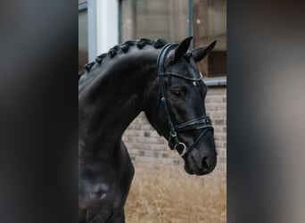 Oldenbourg, Étalon, 5 Ans, 174 cm, Noir