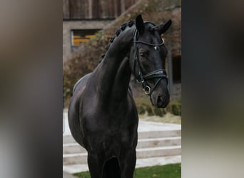 Oldenbourg, Étalon, 5 Ans, 174 cm, Noir