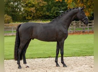 Oldenbourg, Étalon, 5 Ans, 174 cm, Noir