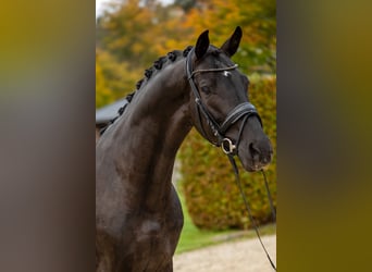 Oldenbourg, Étalon, 5 Ans, 174 cm, Noir