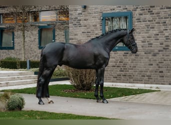 Oldenbourg, Étalon, 5 Ans, 174 cm, Noir