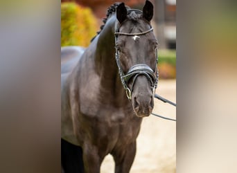 Oldenbourg, Étalon, 5 Ans, 174 cm, Noir