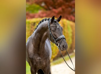 Oldenbourg, Étalon, 5 Ans, 174 cm, Noir