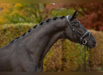 Oldenbourg, Étalon, 5 Ans, 174 cm, Noir