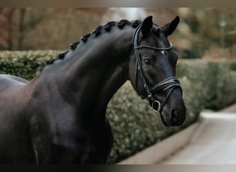 Oldenbourg, Étalon, 5 Ans, 174 cm, Noir