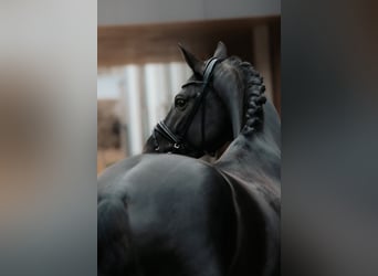 Oldenbourg, Étalon, 5 Ans, 174 cm, Noir