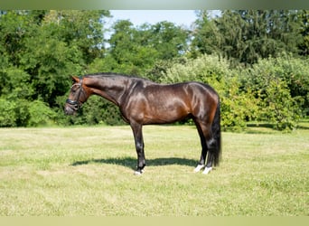 Oldenbourg, Étalon, 5 Ans, 175 cm, Bai cerise