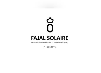Oldenbourg, Étalon, 6 Ans, 174 cm, Noir