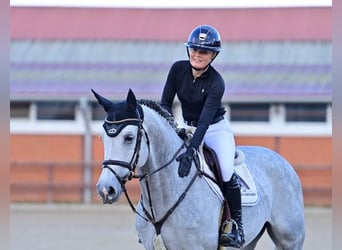 Oldenbourg, Étalon, 6 Ans, Gris