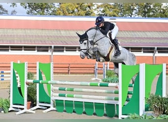 Oldenbourg, Étalon, 6 Ans, Gris