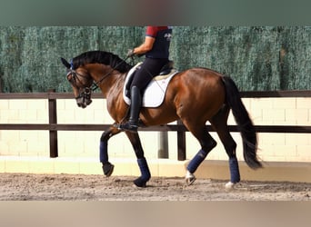 Oldenbourg, Étalon, 7 Ans, 165 cm, Bai cerise