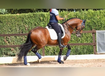 Oldenbourg, Étalon, 7 Ans, 165 cm, Bai cerise