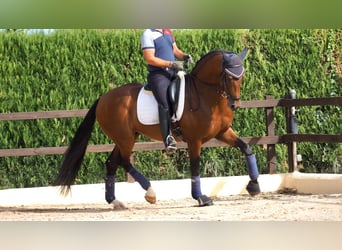 Oldenbourg, Étalon, 7 Ans, 165 cm, Bai cerise