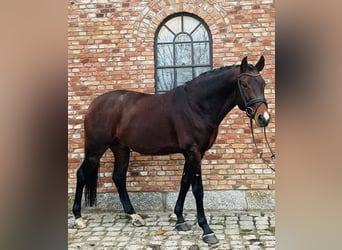 Oldenbourg, Étalon, 7 Ans, 168 cm, Bai