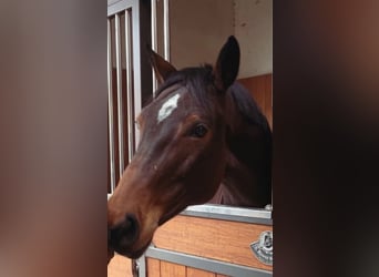 Oldenbourg, Étalon, 7 Ans, 172 cm, Bai