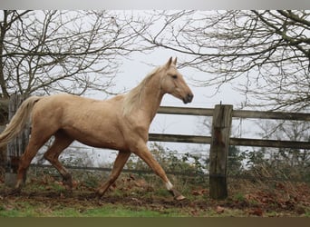 Oldenbourg, Étalon, 7 Ans, 172 cm, Palomino