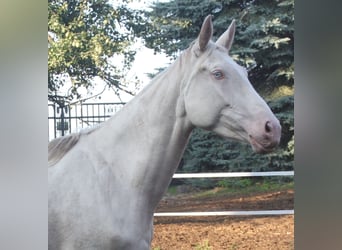 Oldenbourg, Étalon, 7 Ans, 172 cm, Palomino